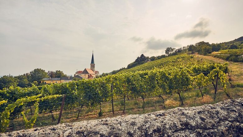 Gumpoldskirchen, © Wienerwald Tourismus/Andreas Hofer Weinberge in Gumpoldskirchen mit einer Kirche im Hintergrund.