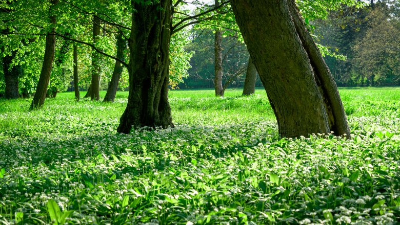 Ein gr&uuml;ner Wald mit B&auml;umen und bl&uuml;hendem B&auml;rlauch am Boden.