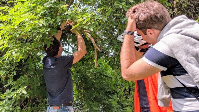 Personen suchen in einem Baum nach einem Geocache.