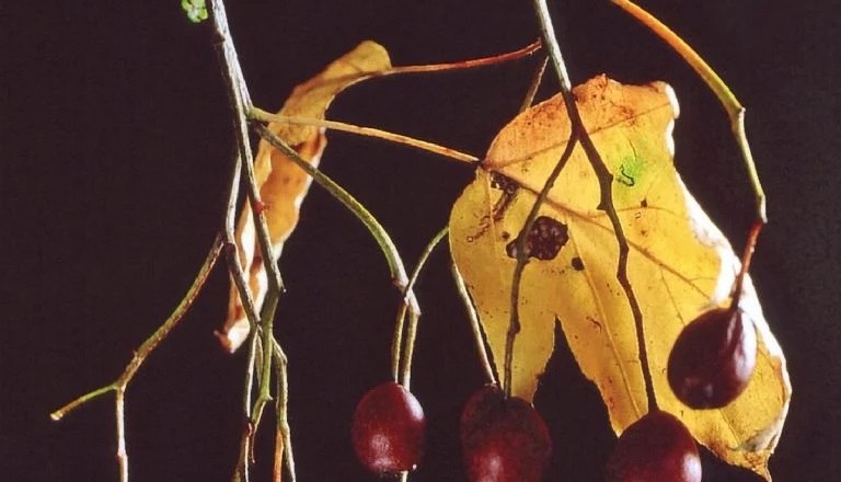 Nahaufnahme von Elsbeeren an Zweigen mit einem gelben Blatt im Hintergrund.