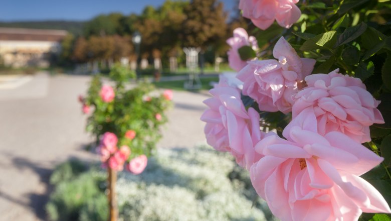 Nahaufnahme von rosa Rosen in einem Garten mit unscharfem Hintergrund.