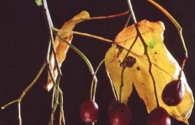 Nahaufnahme von Elsbeeren an Zweigen mit einem gelben Blatt im Hintergrund.