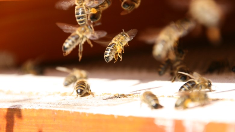 Nahaufnahme von Bienen, die in einen Bienenstock ein- und ausfliegen.